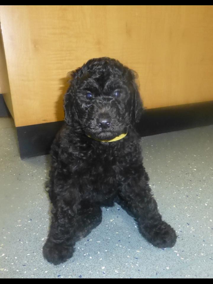Kossie. Pic: Dogs for the Disabled