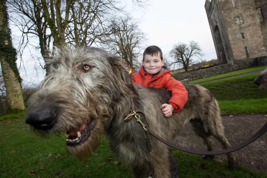Ronan Behan age 5 from Kildimo County Limerick with the Irish Wolfhounds at Bunratty Castle and Folk Park. Picture Sean Curtin True Media.