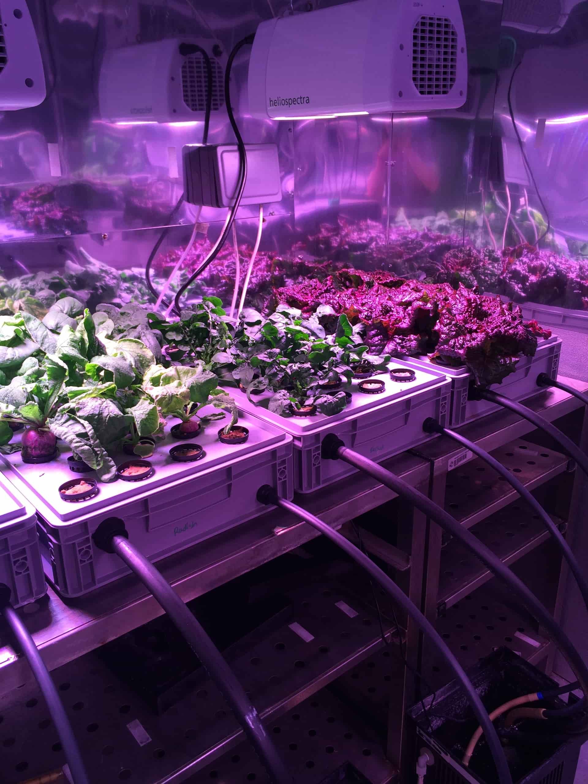 EDEN crops grown in LIT.