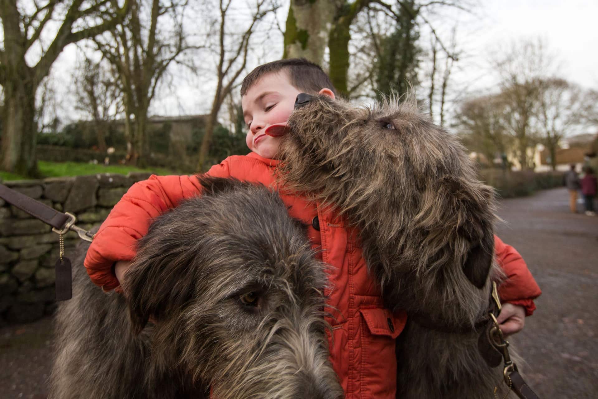 Ronan Behan age 5 from Kildimo County Limerick with the Irish Wolfhounds at Bunratty Castle and Folk Park. Picture Sean Curtin True Media.