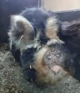 Kunekune pig Photo: Burren Animal Rescue Facebook page