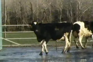 Disco dancing cows: RTE