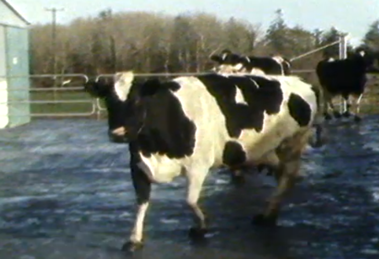 Disco Dancing Cows: RTE