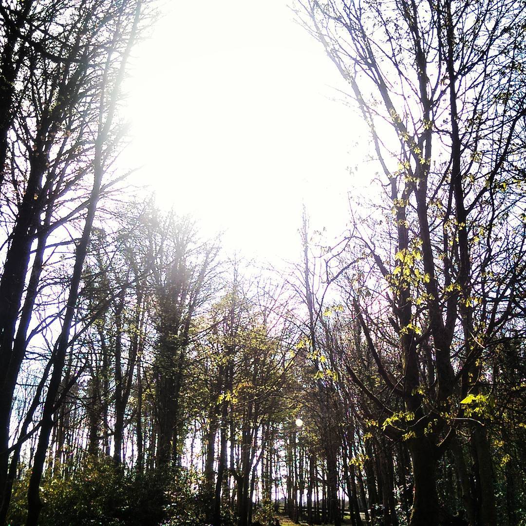 Kilrush Woods