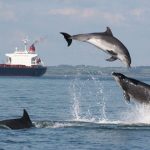 Breachingdolphins-560x420