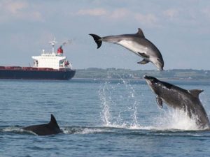 Breachingdolphins-560x420