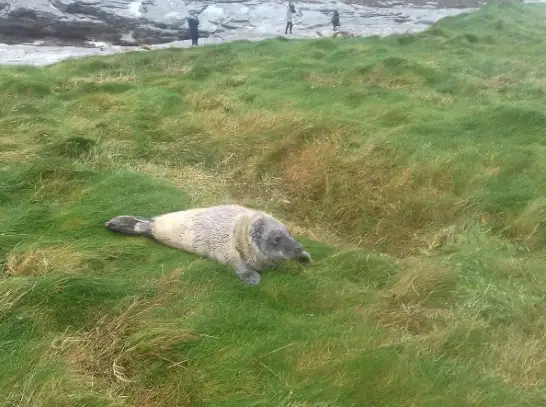 Baby seal at the cliff walk in Kilkee, photo: Vanessa Keane