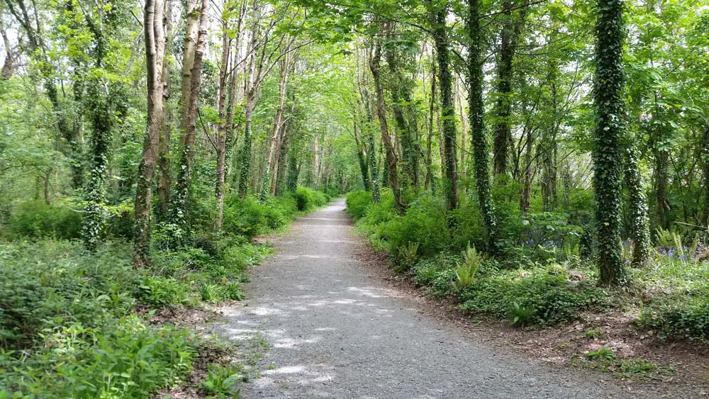 Future visit to Castlecomer Discovery Park influential for Kilrush Woods development - Clare Echo