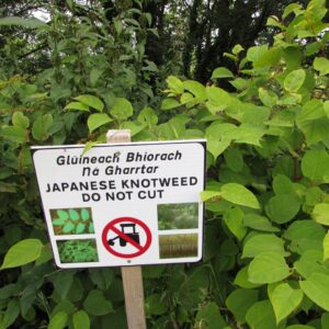 japanese knotweed