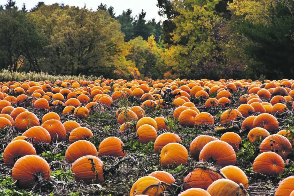 Pumpkins