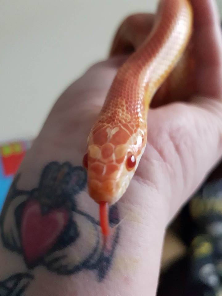 Beauty the snake