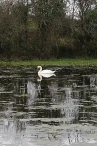 Julie Tillett’s picture of a swan before editing