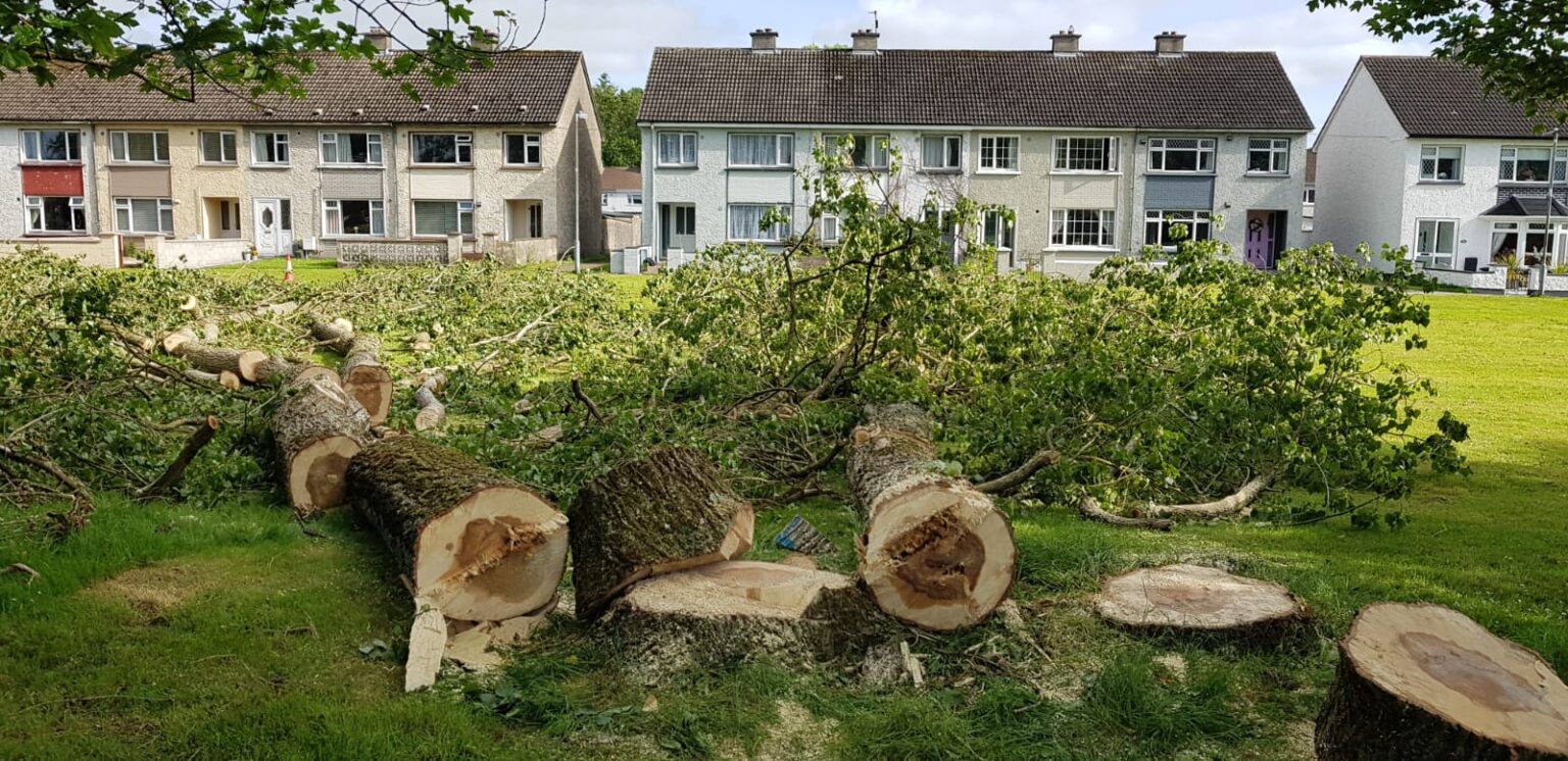 Shannon has a 'serious problem' with trees Clare Echo