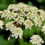 giant hogweed 1
