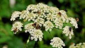 giant hogweed 1