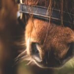 horse-pony