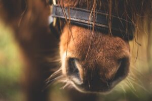 horse-pony