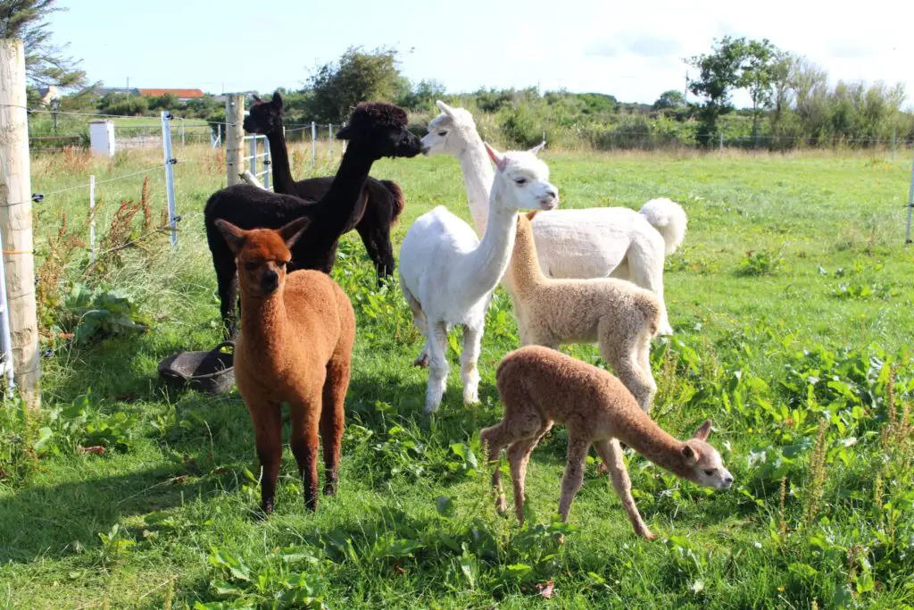 Loop Head Alpacas