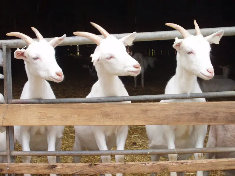 Ennis Book Club Festival - St Tola Goat Farm