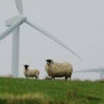 sheep wind turbine