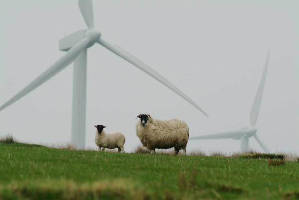 sheep wind turbine