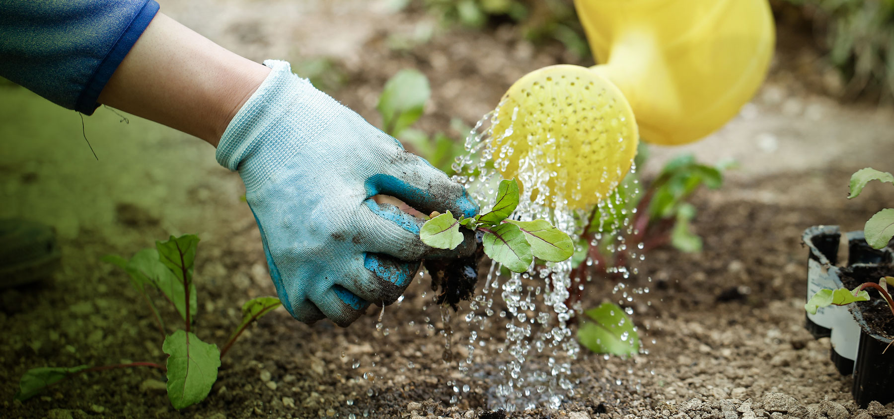 watering can garden flowers plants