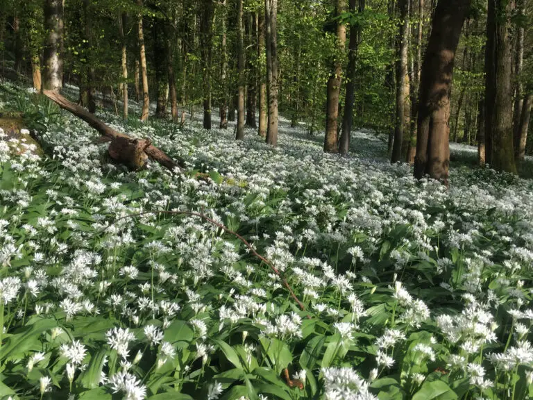 Wild-Garlic-15