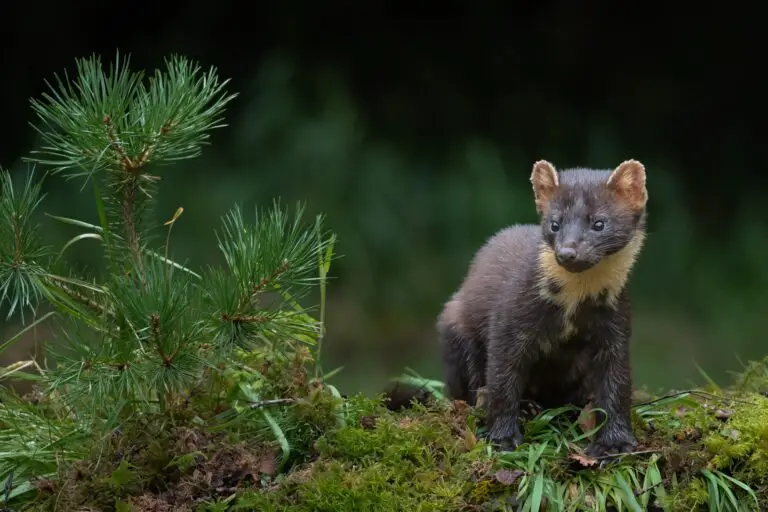 Pine Pinemarten_Wildlfe_Enda O'Loughlin