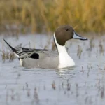 Pintail-50-Michael-Finn
