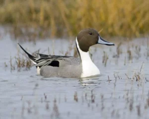 Pintail-50-Michael-Finn