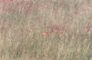 Summer Breeze