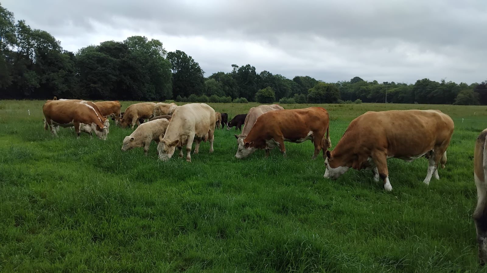 bridgetown farm 1