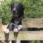 clare greyhound sanctuary 1