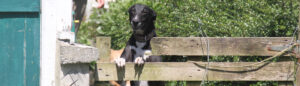 clare greyhound sanctuary 1