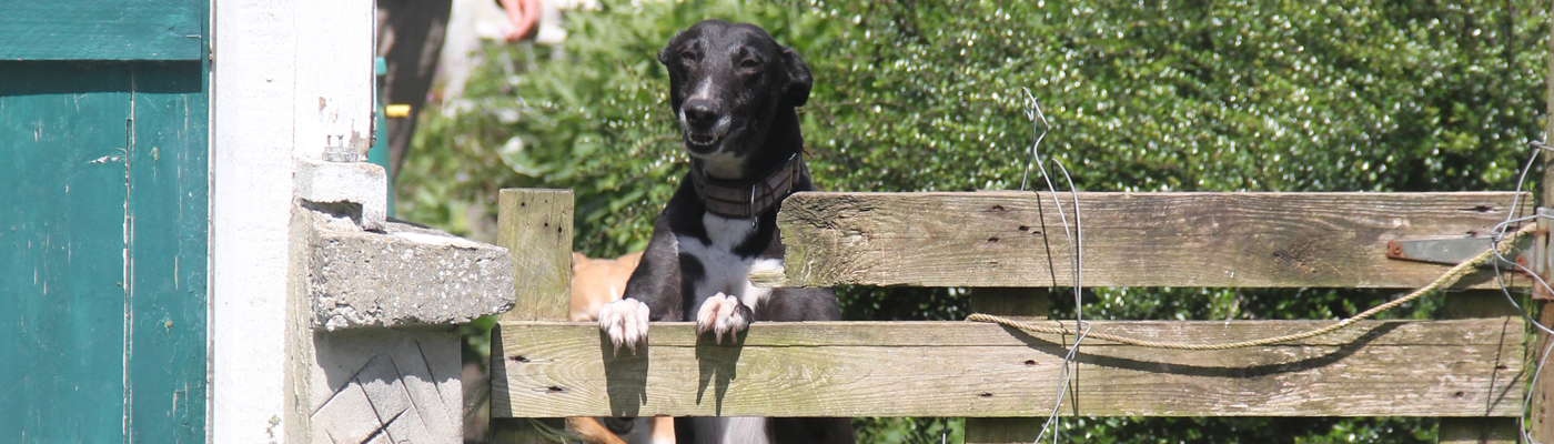 clare greyhound sanctuary 1