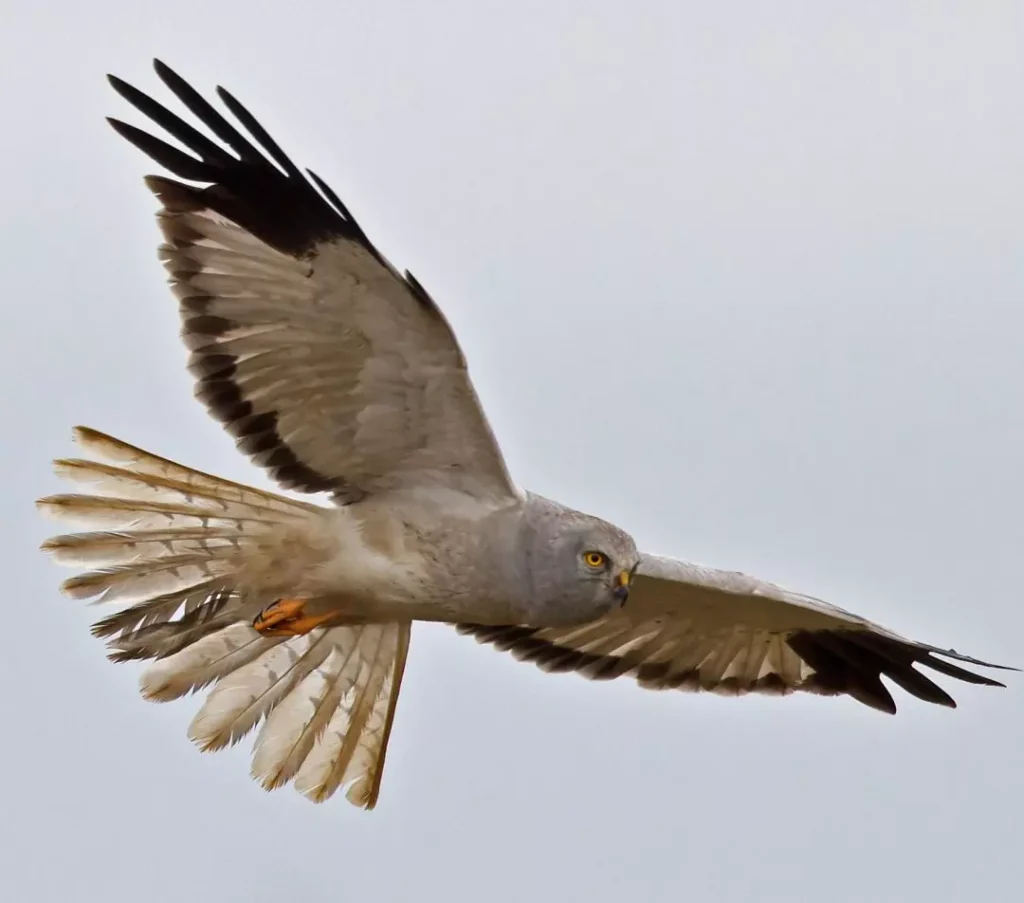 hen harrier 1
