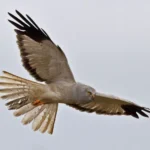 hen harrier 1