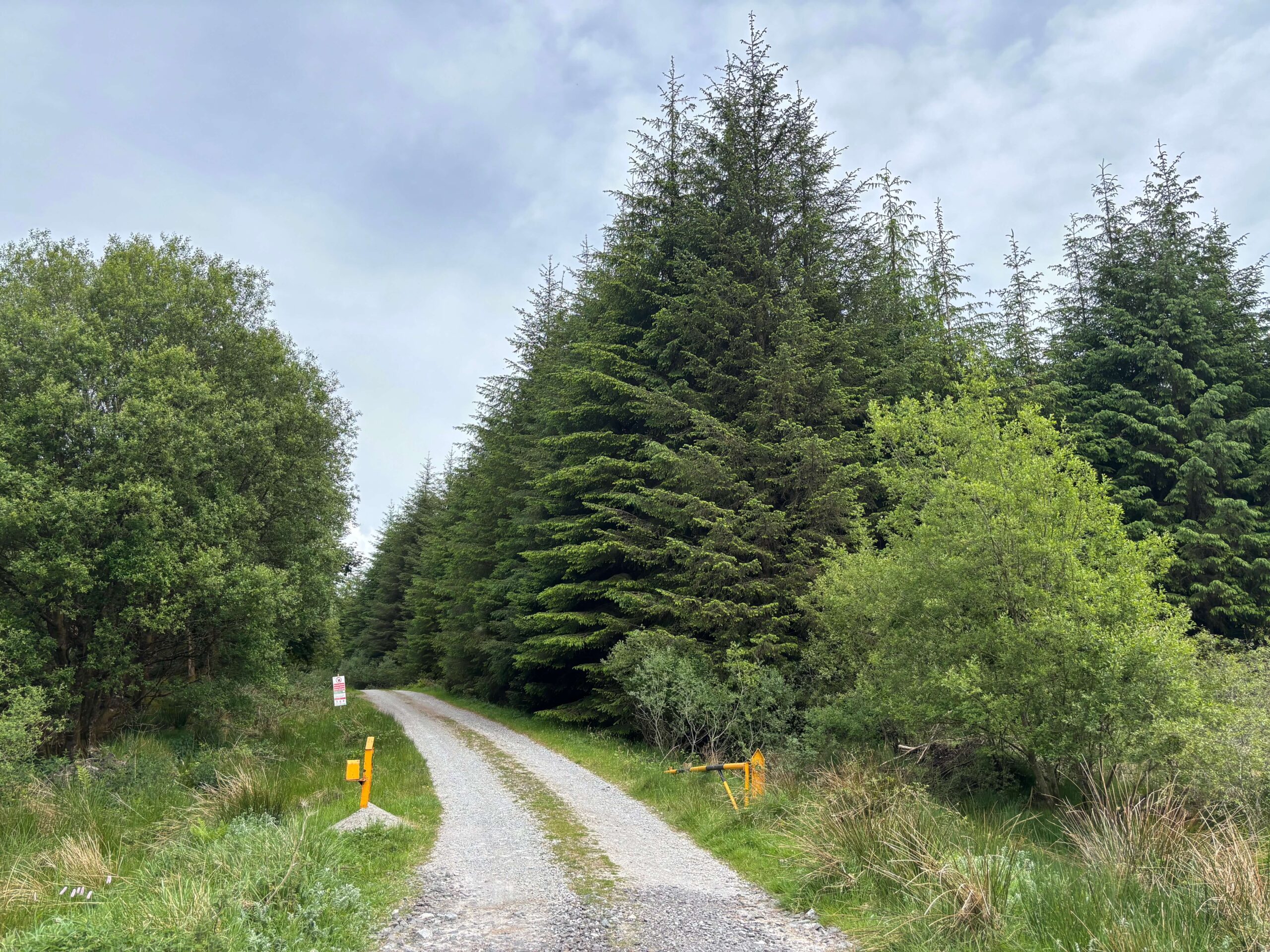 project west forestry 1
