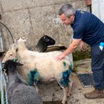 sheep neil o'brien kilkishen 22-07-25 4