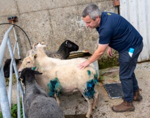 sheep neil o'brien kilkishen 22-07-25 4