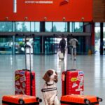 Brody Revenue Dog_Shannon Airport_2