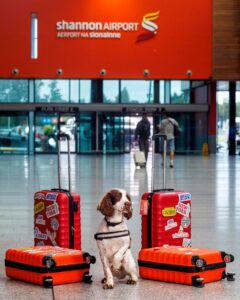 Brody Revenue Dog_Shannon Airport_2