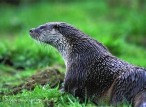 otter 1