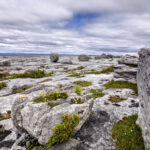 burren limestone pavement 1