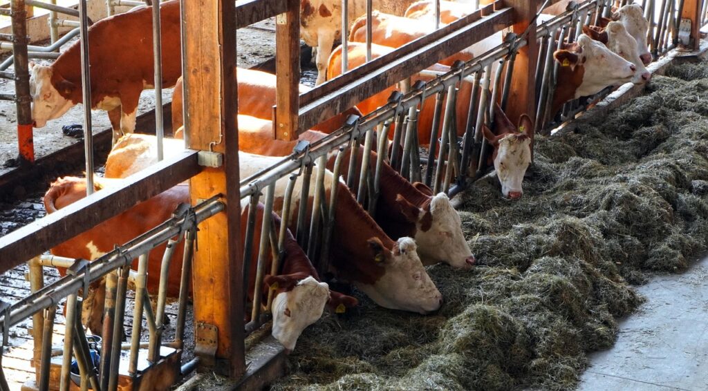 cows shed grass 1