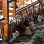 cows shed grass 1