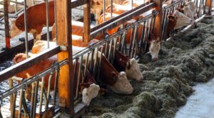 cows shed grass 1