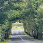 o'callaghans mills trees 1