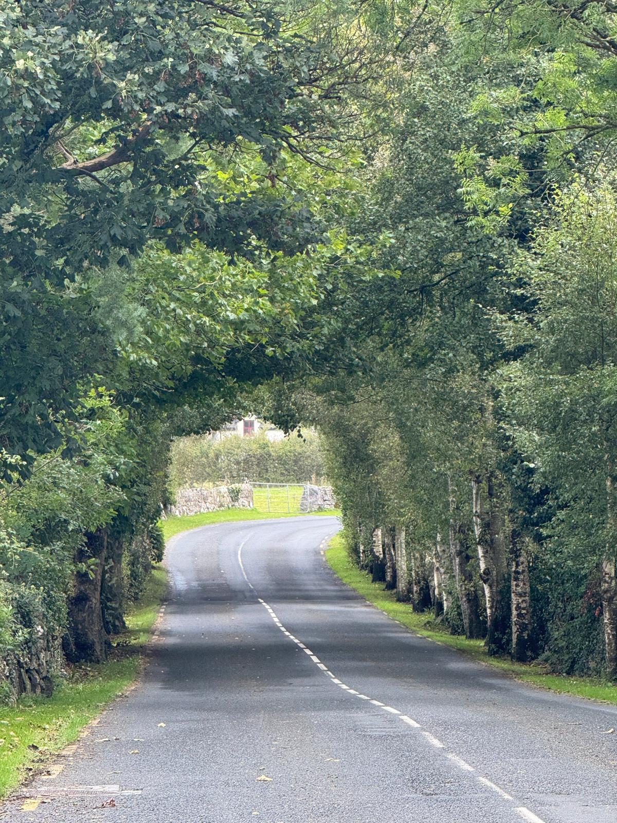 o'callaghans mills trees 1