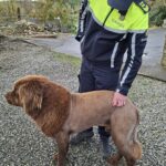 newfoundland dog mountshannon 1